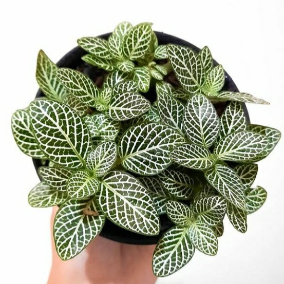 2 Fittonia Albivenis Live Plant - Nerve Starter Plant - Ornamental Indoor Houseplant