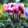 Cyclamen Live Plant in Pot, Hardy Cyclamen Plant Live Vibrant Blooms, Indoor Flowering Houseplant for Year-Round Display