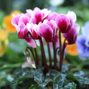 Cyclamen Live Plant in Pot, Hardy Cyclamen Plant Live Vibrant Blooms, Indoor Flowering Houseplant for Year-Round Display
