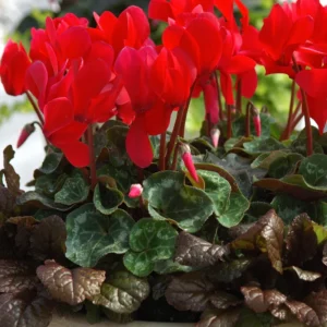 Cyclamen Live Plant in Pot, Hardy Cyclamen Plant Live Vibrant Blooms, Indoor Flowering Houseplant for Year-Round Display