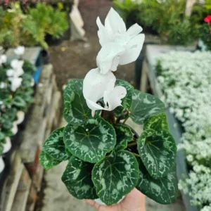 Cyclamen Live Plant in Pot, Hardy Cyclamen Plant Live Vibrant Blooms, Indoor Flowering Houseplant for Year-Round Display