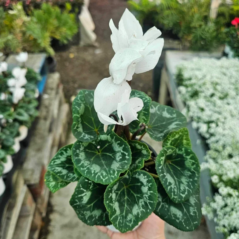 Cyclamen Live Plant in Pot, Hardy Cyclamen Plant Live Vibrant Blooms, Indoor Flowering Houseplant for Year-Round Display