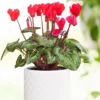 Cyclamen Plant Live, Hardy Cyclamen Flowers, Indoor Cyclamen Houseplant with Blooming Potted Flowers