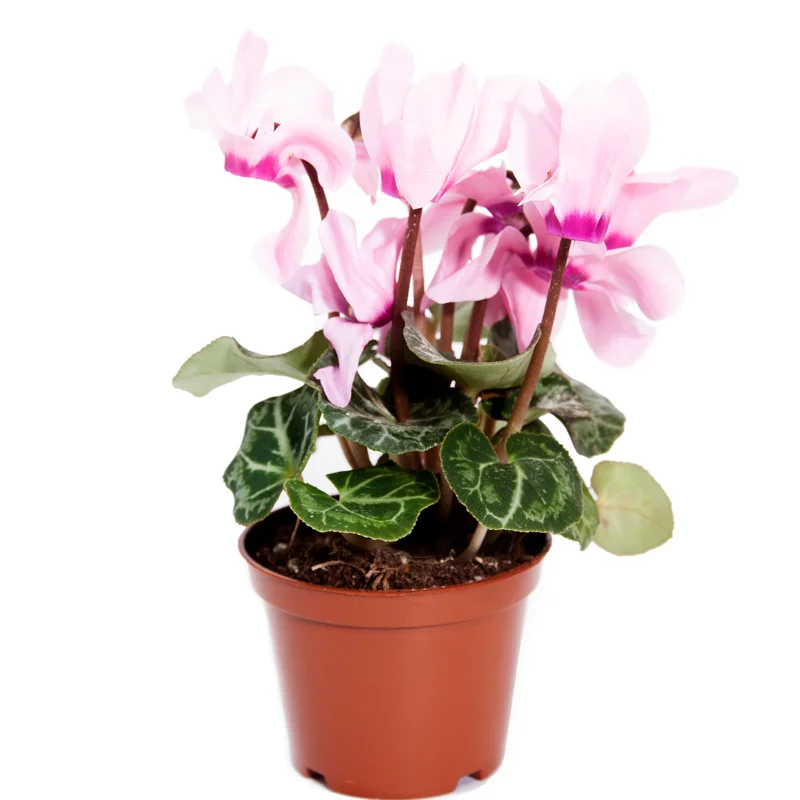 Cyclamen Plant Live, Hardy Cyclamen Flowers, Indoor Cyclamen Houseplant with Blooming Potted Flowers