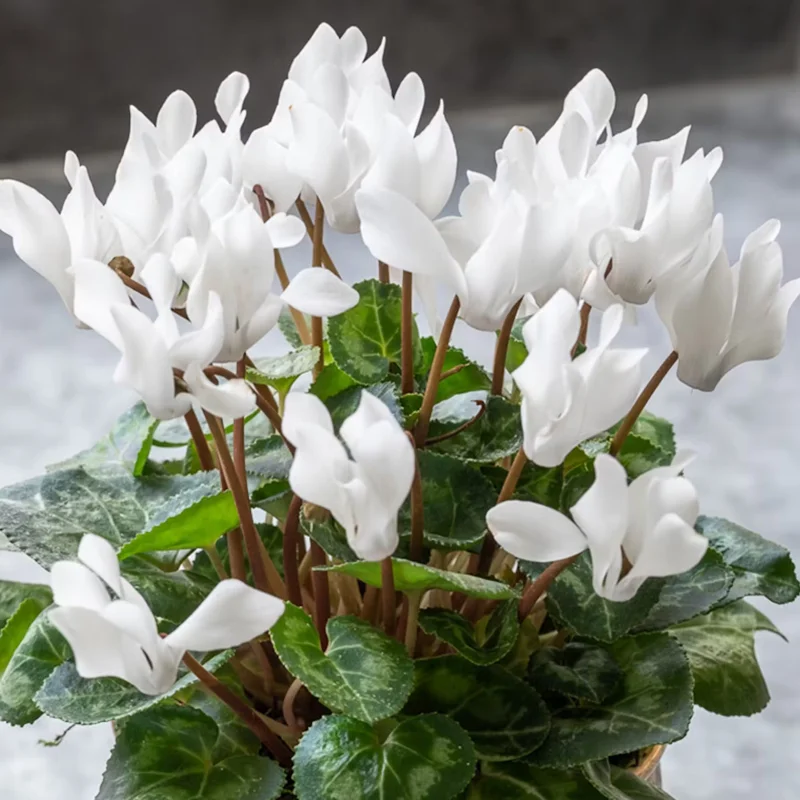Cyclamen Plant Live, Hardy Cyclamen Flowers, Indoor Cyclamen Houseplant with Blooming Potted Flowers
