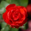 Rose Bush Live Plant - Rose Plant Live - Bareroot with Soil 5-10 Inch Tall - Fragrant Rose Flowers Hybrid Tea Rose