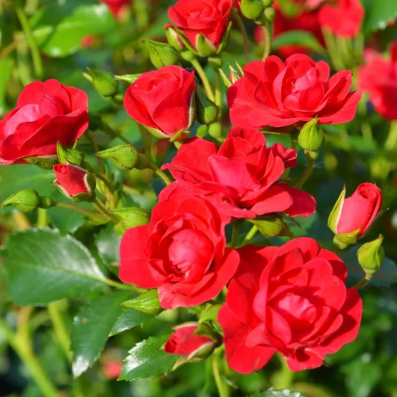 Rose Bush Live Plant - Rose Plant Live - Bareroot with Soil 5-10 Inch Tall - Fragrant Rose Flowers Hybrid Tea Rose