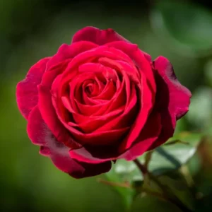 Rose Bush Live Plant - Rose Plant Live - Bareroot with Soil 5-10 Inch Tall - Fragrant Rose Flowers Hybrid Tea Rose