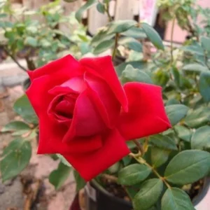 Rose Bush Live Plant - Rose Plant Live - Bareroot with Soil 5-10 Inch Tall - Fragrant Rose Flowers Hybrid Tea Rose