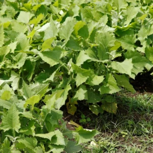 Set 4 Yacon Plants Live, Ground Apple Yacon Live Plants, 4-8 Inc Tall, Yacon Vegetable Home Garden