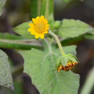 Set 4 Yacon Plants Live, Ground Apple Yacon Live Plants, 4-8 Inc Tall, Yacon Vegetable Home Garden