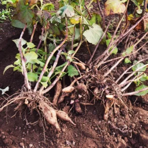 Set 4 Yacon Plants Live, Ground Apple Yacon Live Plants, 4-8 Inc Tall, Yacon Vegetable Home Garden