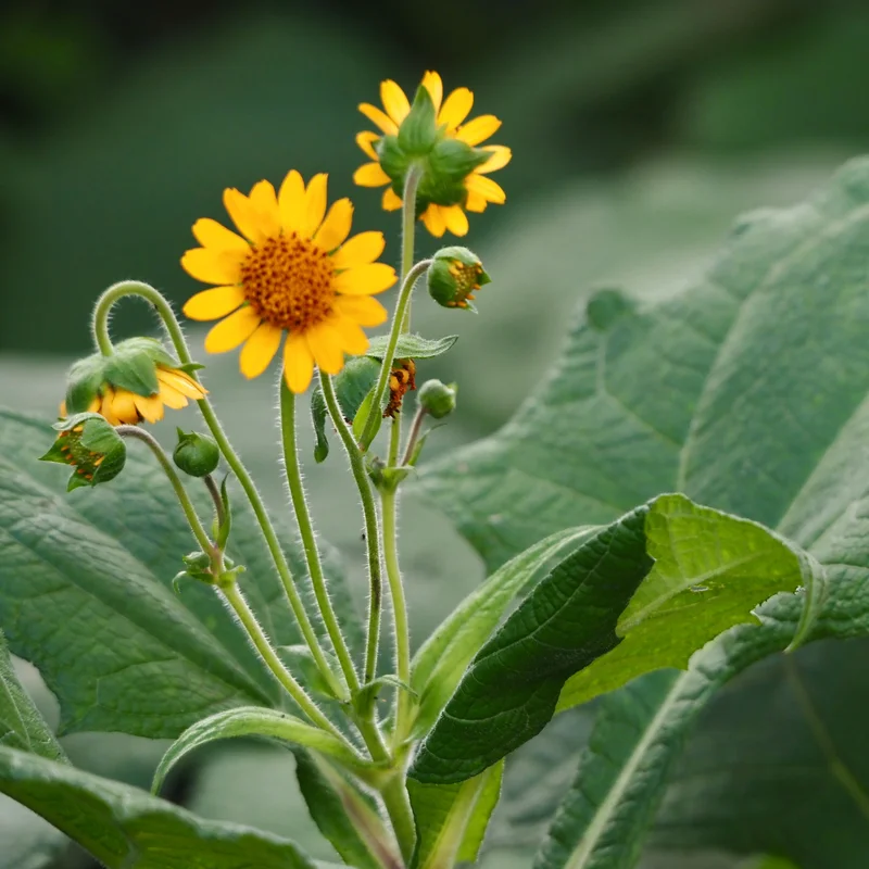 Set 4 Yacon Plants Live, Ground Apple Yacon Live Plants, 4-8 Inc Tall, Yacon Vegetable Home Garden