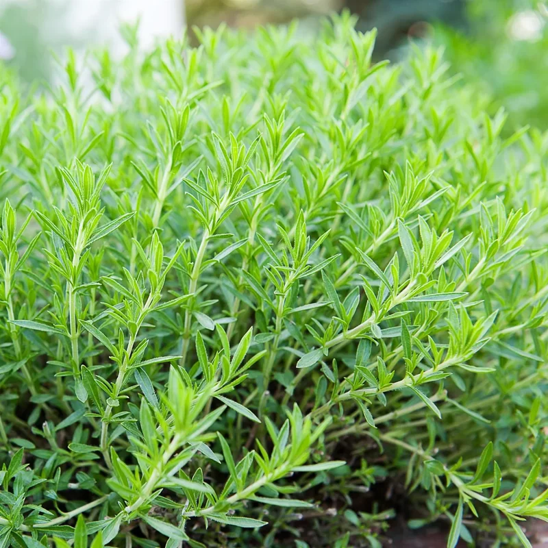 2 Tarragon Plants Live, Tarragon Herb Plant, In 4 Inch Pot, Tarragon Mint for Your Garden and Culinary Needs