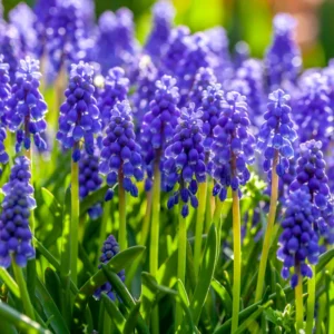 50 Muscari Bulbs, Grape Hyacinth Bulbs For Fall To Spring Planting, Blue Grape Hyacinth Bulbs, Garden Flower Plants