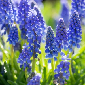 50 Muscari Bulbs, Grape Hyacinth Bulbs For Fall To Spring Planting, Blue Grape Hyacinth Bulbs, Garden Flower Plants