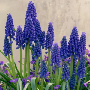 50 Muscari Bulbs, Grape Hyacinth Bulbs For Fall To Spring Planting, Blue Grape Hyacinth Bulbs, Garden Flower Plants