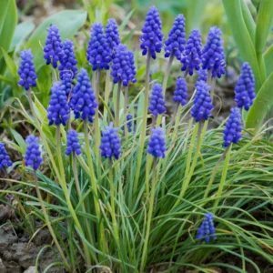 Grape Hyacinth Bulbs - 100 Muscari Bulbs, Blue Grape Hyacinth Flower Bulbs Bulk, Muscari Grape Hyacinth Bulbs For Fall To Spring Growing