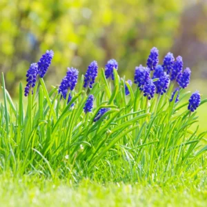 Grape Hyacinth Bulbs - 100 Muscari Bulbs, Blue Grape Hyacinth Flower Bulbs Bulk, Muscari Grape Hyacinth Bulbs For Fall To Spring Growing