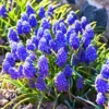 Grape Hyacinth Bulbs - 100 Muscari Bulbs, Blue Grape Hyacinth Flower Bulbs Bulk, Muscari Grape Hyacinth Bulbs For Fall To Spring Growing