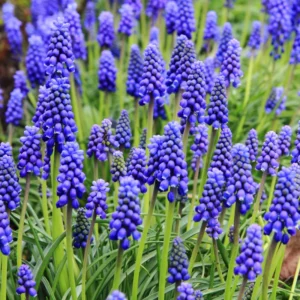 Grape Hyacinth Bulbs - 100 Muscari Bulbs, Blue Grape Hyacinth Flower Bulbs Bulk, Muscari Grape Hyacinth Bulbs For Fall To Spring Growing