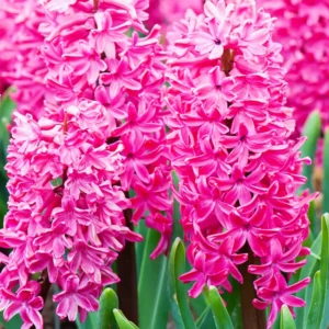 8 Hyacinth Bulbs, Large Hyacinth Bulbs, Mixed Color Hyacinth Bulbs Indoor, Hyacinth Bulbs Outdoor