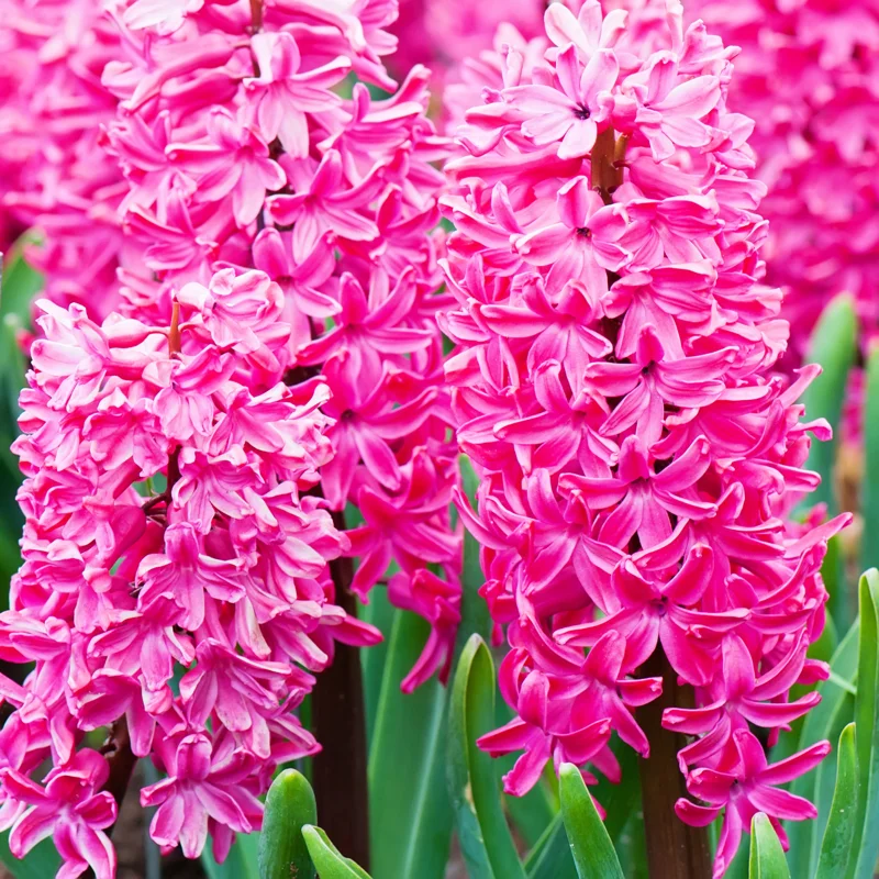 8 Hyacinth Bulbs, Large Hyacinth Bulbs, Mixed Color Hyacinth Bulbs Indoor, Hyacinth Bulbs Outdoor