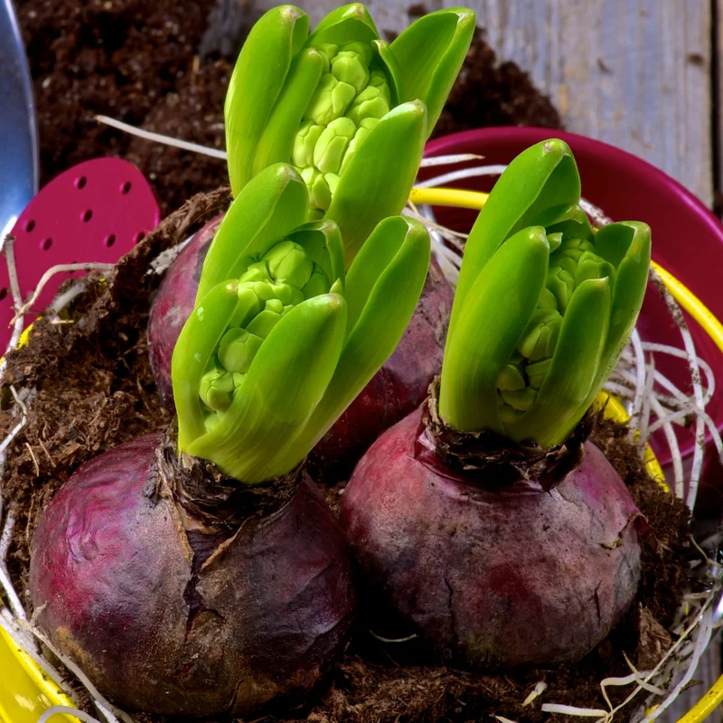 8 Hyacinth Bulbs, Large Hyacinth Bulbs, Mixed Color Hyacinth Bulbs Indoor, Hyacinth Bulbs Outdoor