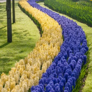 8 Hyacinth Bulbs, Large Hyacinth Bulbs, Mixed Color Hyacinth Bulbs Indoor, Hyacinth Bulbs Outdoor