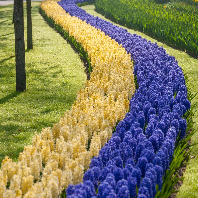 8 Hyacinth Bulbs, Large Hyacinth Bulbs, Mixed Color Hyacinth Bulbs Indoor, Hyacinth Bulbs Outdoor