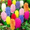 8 Hyacinth Bulbs, Large Hyacinth Bulbs, Mixed Color Hyacinth Bulbs Indoor, Hyacinth Bulbs Outdoor