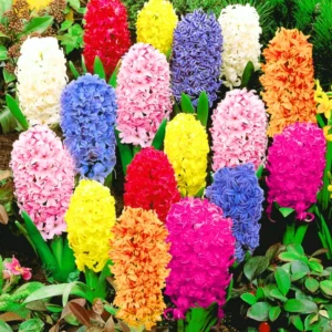 8 Hyacinth Bulbs, Large Hyacinth Bulbs, Mixed Color Hyacinth Bulbs Indoor, Hyacinth Bulbs Outdoor