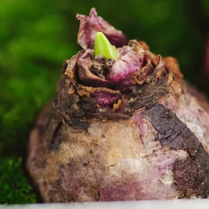 8 Hyacinth Bulbs, Large Hyacinth Bulbs, Mixed Color Hyacinth Bulbs Indoor, Hyacinth Bulbs Outdoor