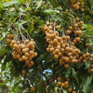 20 Longan Seeds For Planting Indoor, Sweet Fruit Seeds, 20 Seeds