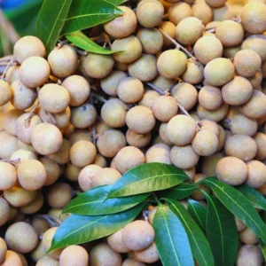 Longan Seeds For Planting Indoor, Sweet Fruit Longan Seeds, 60 Seeds