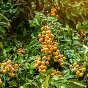 Longan Seeds For Planting Indoor, 40 Seeds, Sweet Fruit Seeds, 40 Seeds