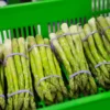 200 Asparagus Seeds For Planting, Vegetable Seeds, Asparagus Vegetable Seeds