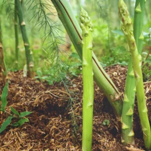 Asparagus Seeds For Planting, Vegetable Seeds For Planting, Asparagus Vegetable Seeds, 400 Seeds