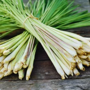 300 Lemongrass Seeds, Lemon Grass Plant Seeds For Gardening Indoor Outdoor