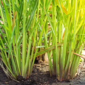 300 Lemongrass Seeds, Lemon Grass Plant Seeds For Gardening Indoor Outdoor