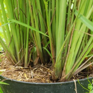 300 Lemongrass Seeds, Lemon Grass Plant Seeds For Gardening Indoor Outdoor