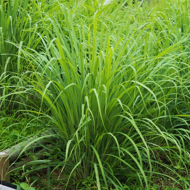 Lemongrass Seeds, 150 Seeds, Lemon Grass Plant Seeds For Planting Indoor Outdoor