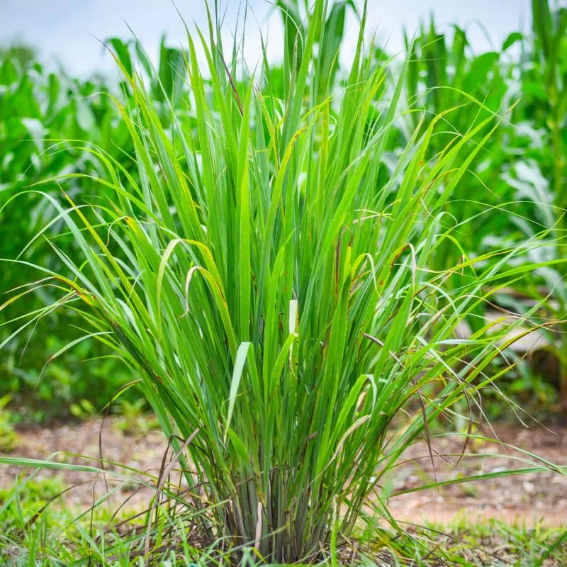 Lemongrass Seeds, 150 Seeds, Lemon Grass Plant Seeds For Planting Indoor Outdoor