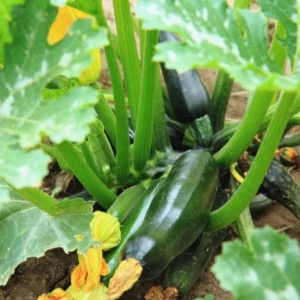 75 Green Squash Seeds, Zucchini Seeds, Squash Vegetable Seeds For Planting