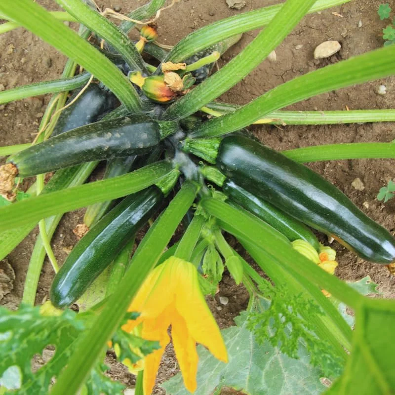 Green Squash Seeds, Grey Zucchini Seeds, Squash Vegetable Seeds For Planting, 100 Seeds