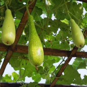 10 Gourd Seeds For Planting, Gourd Vegetable Seeds, 10 Seeds