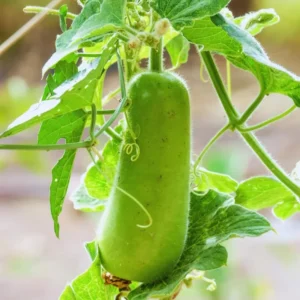10 Gourd Seeds For Planting, Gourd Vegetable Seeds, 10 Seeds