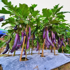 100 Eggplants Seeds, Long Purple Eggplants Seeds For Planting Outdoor, Eggplants Vegetable Seeds