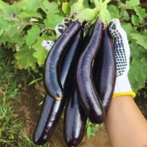 Eggplants Seeds, 200 Long Purple Eggplants Seeds For Planting Outdoor, Eggplants Vegetable Seeds