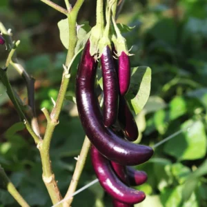 Eggplants Seeds, 200 Long Purple Eggplants Seeds For Planting Outdoor, Eggplants Vegetable Seeds